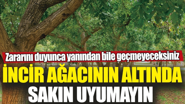 İncir Ağacının Altında Sakın Uyumayın!