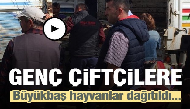 Isparta’da genç çiftçilere büyükbaş hayvanlar dağıtıldı   