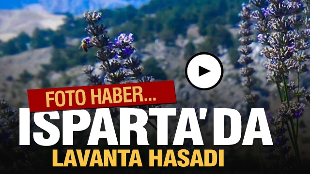 Isparta’da Lavanta Hasadı Başladı 2021