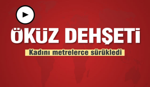 Isparta’da öküz dehşeti! Kadını metrelerce sürükledi