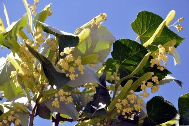 ​Isparta’da parklarda bulunan ıhlamur ağaçları çiçek açtı