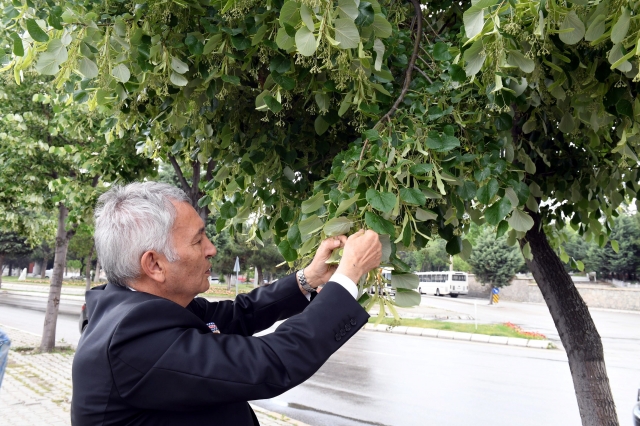 ​Isparta’da parklarda bulunan ıhlamur ağaçları çiçek açtı