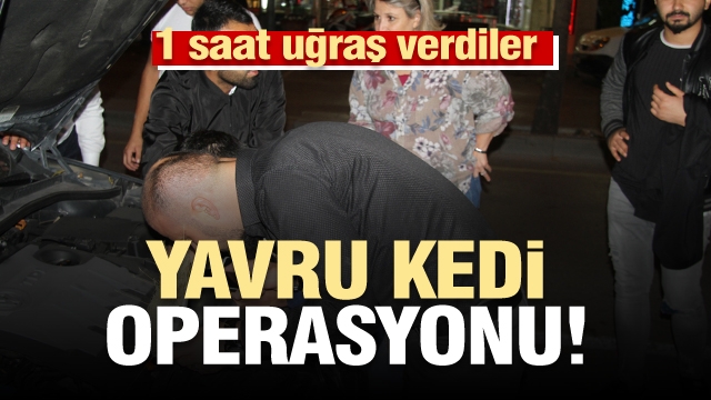 Isparta’da yavru kedi operasyonu