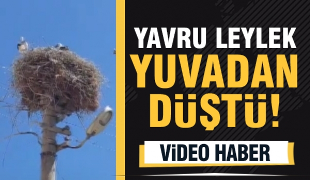 Isparta^da Yavru Leylek Yuvasından Düştü!