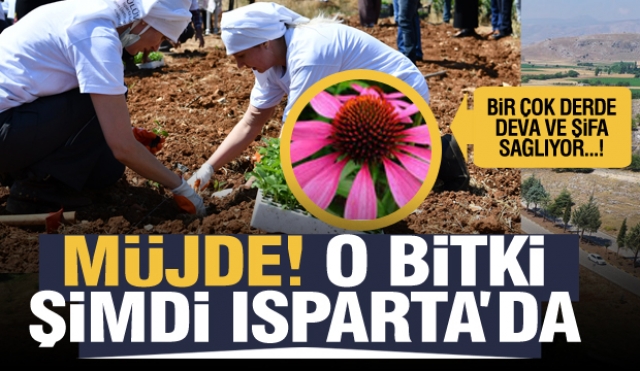 Isparta’da Yetiştirilen Tıbbi Aromatik Bitkilere Bir Yenisi Daha Eklendi