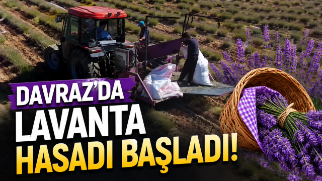 





Davraz Kayak Merkezi&rsquo;nde Lavanta Hasadı Başladı
