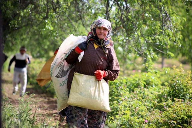 ISPARTA GÜLÜ'NÜ TURKISH CARGO TAŞIYOR