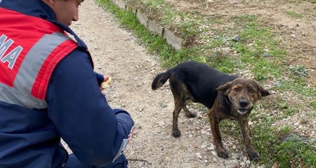 Isparta Haber: Sokak Hayvanlarına Jandarmadan Yardım Eli