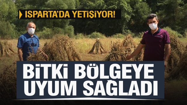 Isparta için alternatif bir bitki daha! bölgeye uyum sağladı