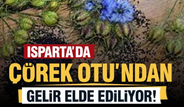 ​Isparta İl Tarım ve Orman Müdürlüğü Tarafından Desteklenen Çörek Otu Üretimi