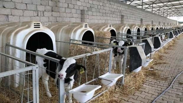 Isparta İl Tarım ve Orman Müdürlüğü'nden Müjdeli Haber: Düve Alım Desteğiyle Hayvancılık Sektörü Destekleniyor