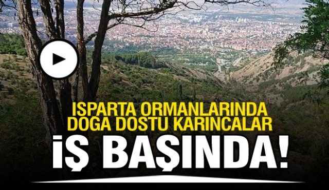 Isparta Ormanlarında Doğa Dostu Karıncalar İş Başında