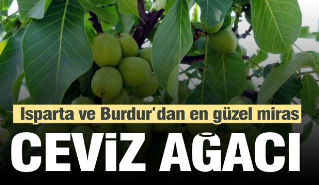 Isparta ve Burdur'da en güzel miras,ceviz ağaçları