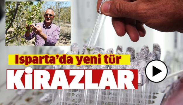 ISPARTA VERİMİ YÜKSEK YENİ TÜR KİRAZLAR 