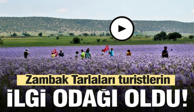 Isparta zambak tarlaları turistlerin ilgi odağı oldu