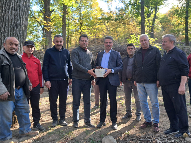 Isparta'da 8 asırlık kestane ağaçlarında hasat başladı