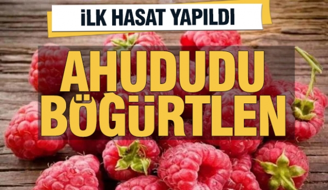Isparta'da Ahududu ve Böğürtlenlerin İlk Hasadı Başladı