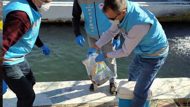 Isparta'da Alabalıklarda Kalıntı izleme Çalışmaları Aralıksız Devam Ediyor