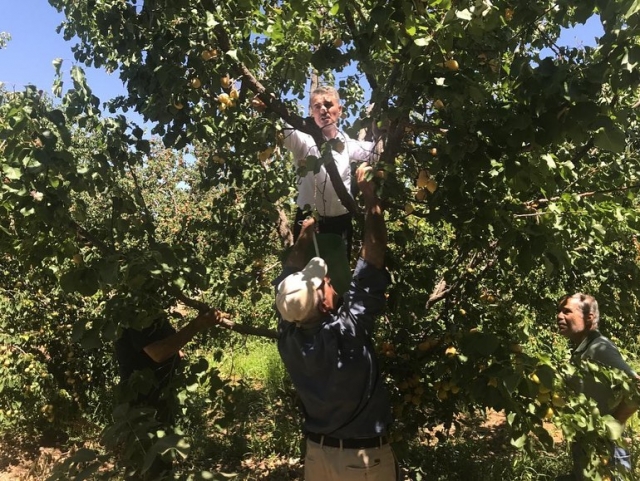 Isparta'da Aşağıkaşıkara köyünde kayısı hasadı