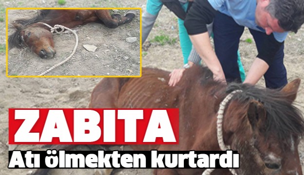 ISPARTA'DA AT ÖLMEKTEN KURTARILDI