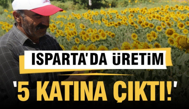 Isparta'da Ayçiçeği Ekim Alanı 5 Katına Çıktı