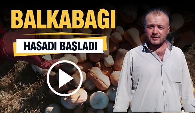 Isparta'da Bal Kabağı Hasadı Başladı