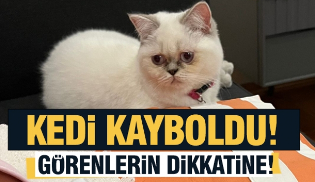 Isparta'da Blue Point Cinsi Kedi Kayboldu! 