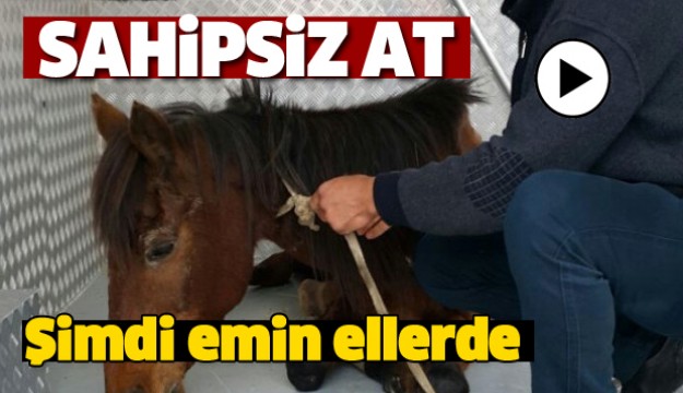 ISPARTA'DA BULUNAN AT EMİN ELLERE TESLİM EDİLDİ