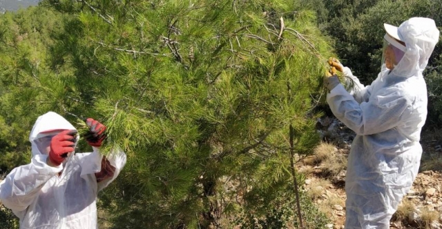 Isparta'da çam kese böceği ile mücadele başlatıldı