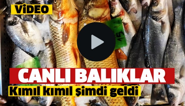 ISPARTA'DA CANLI BALIKLAR BU ADRESETE