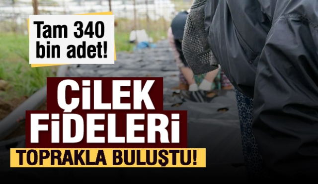 Isparta'da Çilek Fideleri Toprakla Buluştu  340 bin adet fide hibe edildi...