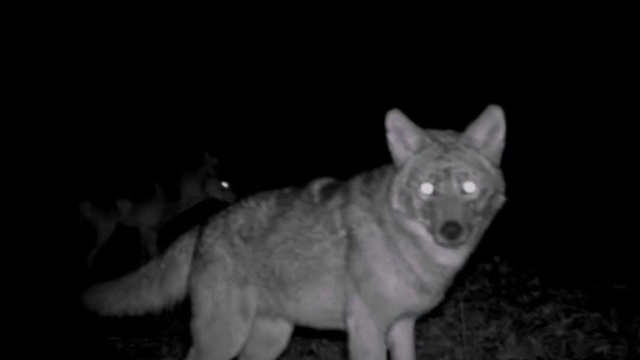 Isparta'da Çoban Köpeği Kurtları Köyün İçine Kadar Soktu!