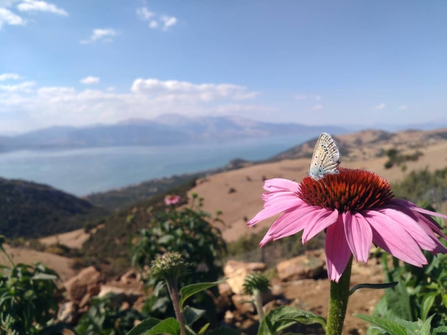 Isparta'da Ekinezya Çiçeği Kendini Gösterdi