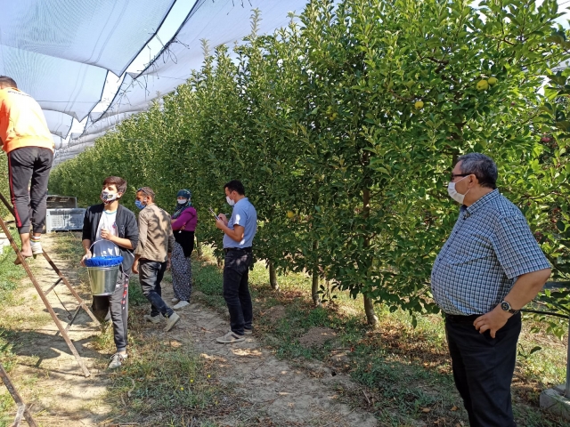 Isparta'da elma hasadı Covid19 tedbirleri alınarak devam ediyor
