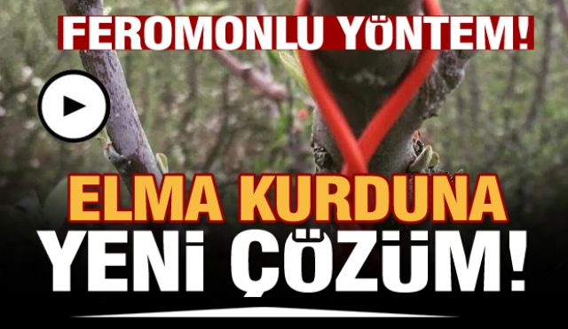 Isparta'da Elma İç Kurduna Feromonlu Çözüm
