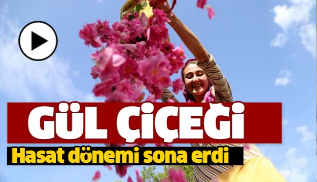 Isparta'da gül çiçeği hasat dönemi sona erdi