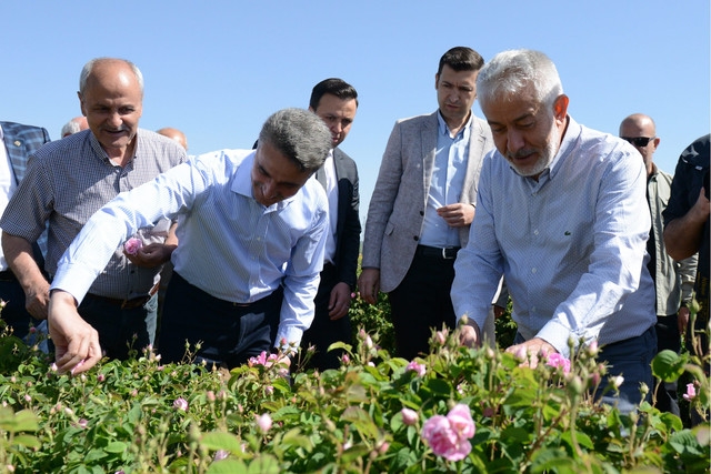 Isparta'da Gül Festivali Gül Hasadı