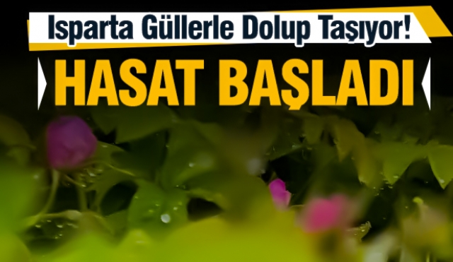 Isparta'da Gül Yağı Üretiminin Başladığı Ardıçlı Köyü Güllerle Dolup Taşıyor!