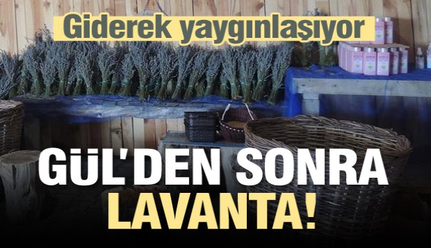 ISPARTA'DA GÜLDEN SONRA LAVANTA YAYGINLAŞIYOR