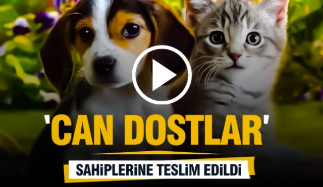 Isparta'da HAYDİ Ekipleri Kayıp Köpek ve Kedi Olaylarında Başarılı
