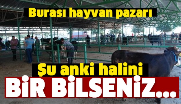 ISPARTA'DA HAYVAN PAZARI DEĞERLENDİRMESİ