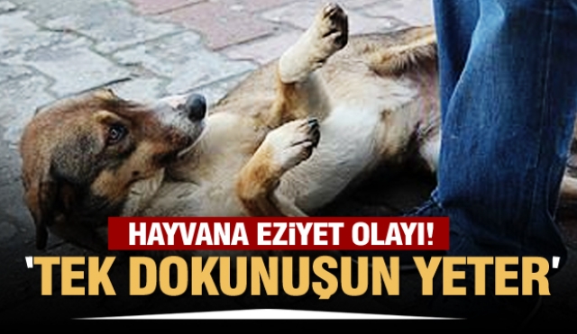 Isparta'da hayvana eziyet olayı...