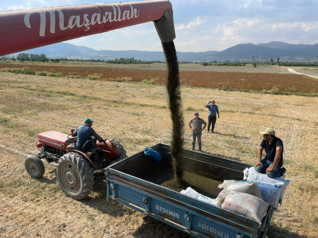 Isparta'da Kara Şifa Çörek Otunda Hasat Başladı