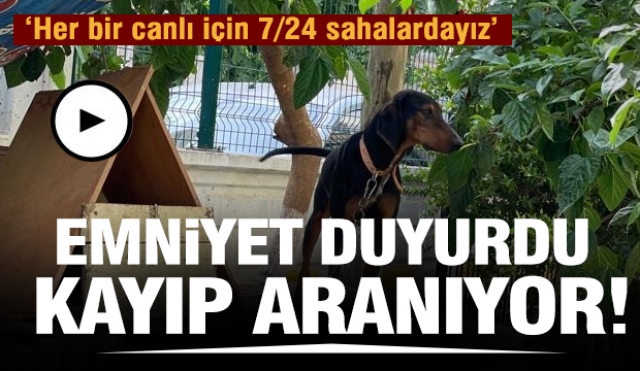 Isparta'da kayıp köpek! Görenlerin....