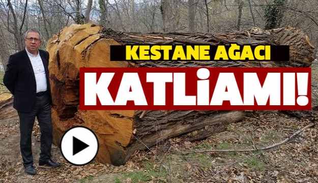 ISPARTA'DA KESTANE AĞACI KATLİAMI!