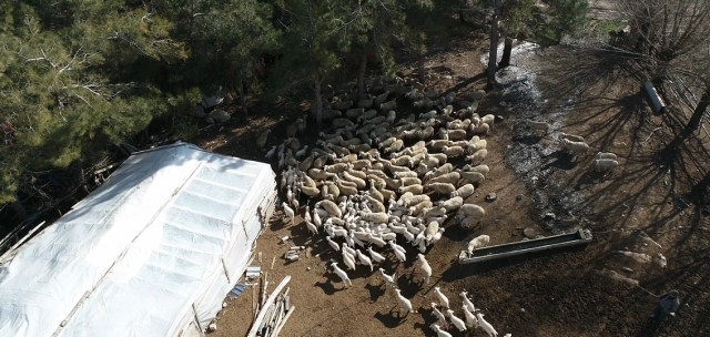 Isparta'da kuzu doğumları devam ederken, yüzlerce kuzu anneleriyle buluştu