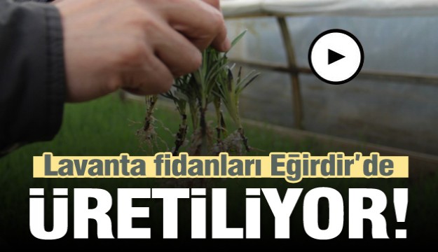 Isparta'da lavanta fidanının üretim üssü Eğirdir