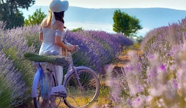Isparta'da Lavanta Zamanı - Lavender Time in Isparta
