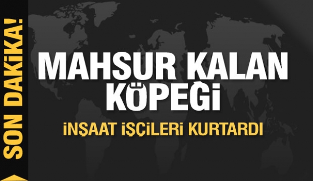 Isparta'da mahsur kalan köpeği inşaat işçileri kurtardı