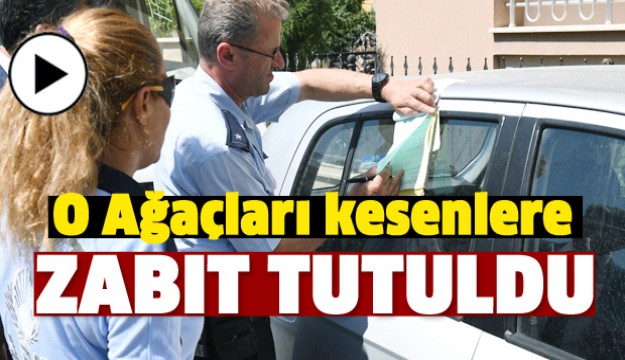 ISPARTA'DA O AĞAÇLARI KESENLERE SUÇ DUYURUSU!